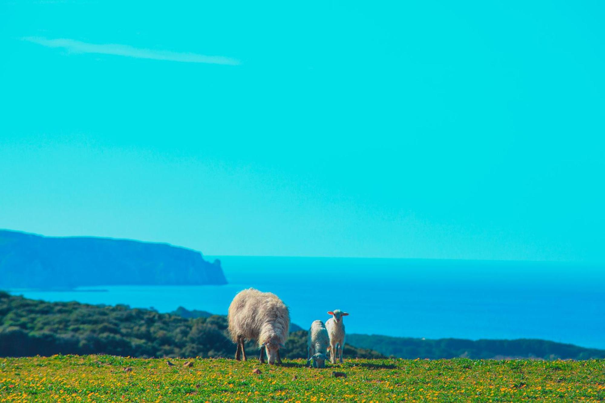 Agriturismo Il Ginepro Fluminimaggiore Luaran gambar